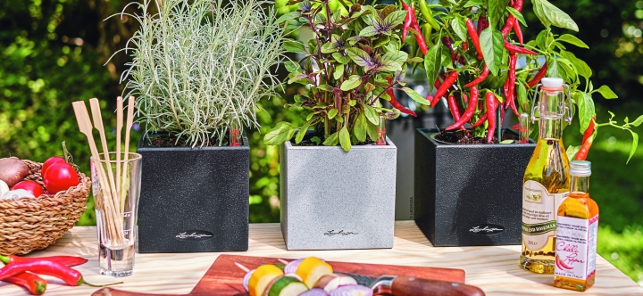 Lechuza canto Stone 14